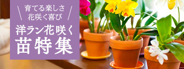 苗特集